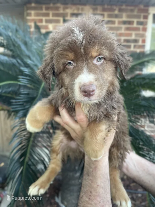 Red tricolor male 1 AkC – Australian Shepherd puppy for sale in Kenner, LA