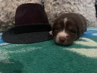 Red tricolor male 1 AkC, a male Australian Shepherd for sale in Kenner, LA – Photo 3 of 5