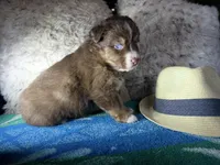 Red tricolor male 1 AkC, a male Australian Shepherd for sale in Kenner, LA – Photo 7 of 7