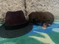 Red tricolor male 1 AkC, a male Australian Shepherd for sale in Kenner, LA – Photo 5 of 5