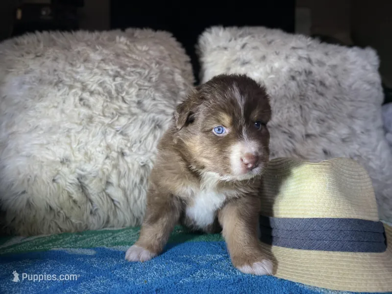 Red tricolor male 1 AkC – Australian Shepherd puppy for sale in Kenner, LA