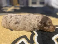 Red Merle male, a male Australian Shepherd for sale in Kenner, LA – Photo 5 of 6