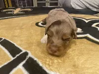 Red Merle male, a male Australian Shepherd for sale in Kenner, LA – Photo 6 of 6