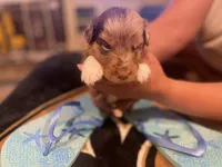 Red Merle male, a male Australian Shepherd for sale in Kenner, LA – Photo 3 of 6