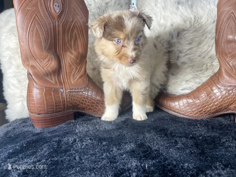 AKC. Red Merle Male 2    O/S – Australian Shepherd puppy for sale in Kenner, LA