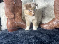 AKC. Red Merle Male 2    O/S, a male Australian Shepherd for sale in Kenner, LA – 1 of 3