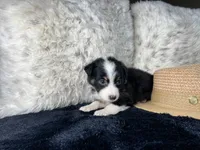 AKC. Black Tricolor Female. 2    L/S, a female Australian Shepherd for sale in Kenner, LA – 2 of 3