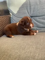 Scout, a male Australian Shepherd for sale in Kenner, LA – Photo 2 of 2