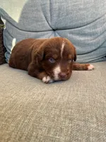 Scout, a male Australian Shepherd for sale in Kenner, LA – Photo 1 of 2