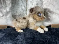 AKC  Red Merle Female     O/S, a female Australian Shepherd for sale in Kenner, LA – 2 of 3