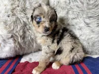Blue Merle female ns1, a female Australian Shepherd for sale in Kenner, LA – Photo 2 of 10