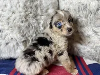 Blue Merle female ns1, a female Australian Shepherd for sale in Kenner, LA – Photo 4 of 10