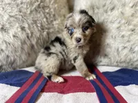 Blue Merle female ns1, a female Australian Shepherd for sale in Kenner, LA – Photo 7 of 10