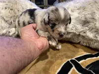 Blue Merle female ns1, a female Australian Shepherd for sale in Kenner, LA – Photo 8 of 10