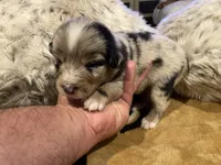 Blue Merle female ns1, a female Australian Shepherd for sale in Kenner, LA – Photo 10 of 10