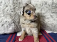 Blue Merle female ns1, a female Australian Shepherd for sale in Kenner, LA – Photo 3 of 10