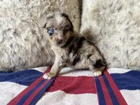 Blue Merle female ns1, a female Australian Shepherd for sale in Kenner, LA – Photo 6 of 10