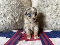 Blue Merle female ns1, a female Australian Shepherd for sale in Kenner, LA – Photo 5 of 10