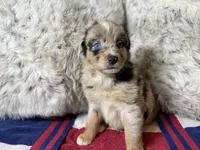Blue Merle female ns1, a female Australian Shepherd for sale in Kenner, LA – Photo 1 of 10