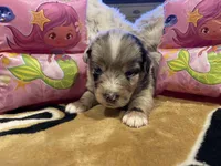 Blue Merle female ns1, a female Australian Shepherd for sale in Kenner, LA – Photo 9 of 10