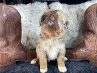 AKC.  RED Merle Male 1.   O/S, a male Australian Shepherd for sale in Kenner, LA – 2 of 4