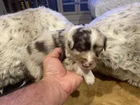 Red Merle female ns2, a female Australian Shepherd for sale in Kenner, LA – Photo 7 of 7