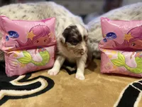 Red Merle female ns2, a female Australian Shepherd for sale in Kenner, LA – Photo 5 of 7