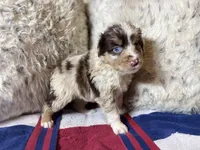 Red Merle female ns2, a female Australian Shepherd for sale in Kenner, LA – Photo 4 of 7