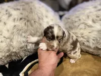 Red Merle female ns2, a female Australian Shepherd for sale in Kenner, LA – Photo 6 of 7
