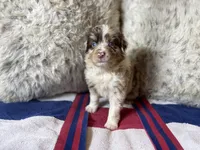 Red Merle female ns2, a female Australian Shepherd for sale in Kenner, LA – Photo 2 of 7