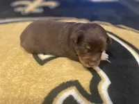 Red tricolor female 1, a female Australian Shepherd for sale in Kenner, LA – Photo 6 of 6