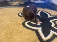 Red tricolor female 1, a female Australian Shepherd for sale in Kenner, LA – Photo 5 of 6