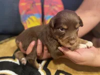 Red tricolor female 1, a female Australian Shepherd for sale in Kenner, LA – Photo 1 of 6