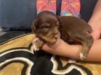 Red tricolor female 1, a female Australian Shepherd for sale in Kenner, LA – Photo 3 of 6