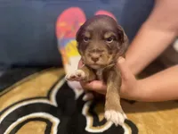 Red tricolor female 1, a female Australian Shepherd for sale in Kenner, LA – Photo 2 of 6