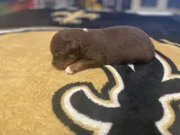 Red tricolor female 1, a female Australian Shepherd for sale in Kenner, LA – Photo 4 of 6