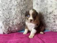 Red Merle female 4, a female Australian Shepherd for sale in Kenner, LA – Photo 1 of 7