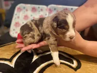 Red Merle female 4, a female Australian Shepherd for sale in Kenner, LA – Photo 6 of 7