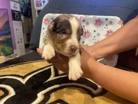 Red Merle female 4, a female Australian Shepherd for sale in Kenner, LA – Photo 7 of 7