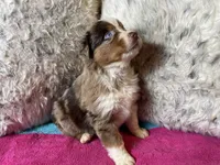 Red Merle female 4, a female Australian Shepherd for sale in Kenner, LA – Photo 2 of 7