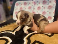 Red Merle female 4, a female Australian Shepherd for sale in Kenner, LA – Photo 5 of 7