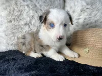 AKC. Blue Merle Female 2.  L/S, a female Australian Shepherd for sale in Kenner, LA – 2 of 3