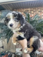 Blue Merle male, a male Australian Shepherd for sale in Kenner, LA – 2 of 7