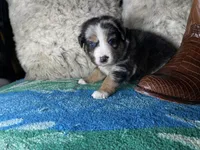 Blue Merle male, a male Australian Shepherd for sale in Kenner, LA – Photo 2 of 9