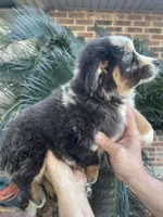 Blue Merle male, a male Australian Shepherd for sale in Kenner, LA – 3 of 7