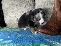 Blue Merle male, a male Australian Shepherd for sale in Kenner, LA – Photo 3 of 9