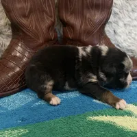Blue Merle male, a male Australian Shepherd for sale in Kenner, LA – Photo 8 of 9