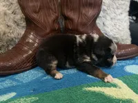 Blue Merle male, a male Australian Shepherd for sale in Kenner, LA – Photo 4 of 5