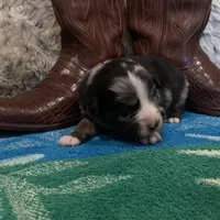 Blue Merle male, a male Australian Shepherd for sale in Kenner, LA – Photo 9 of 9