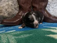 Blue Merle male, a male Australian Shepherd for sale in Kenner, LA – Photo 5 of 5